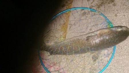 ばち抜けシーバス狙い